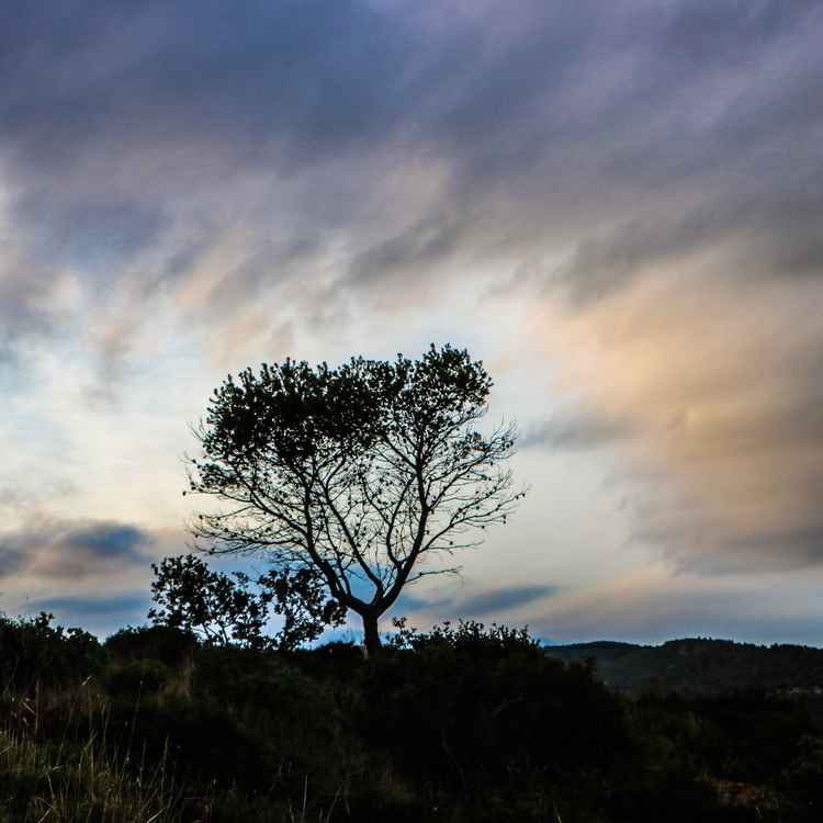 Baum im Gegenlicht