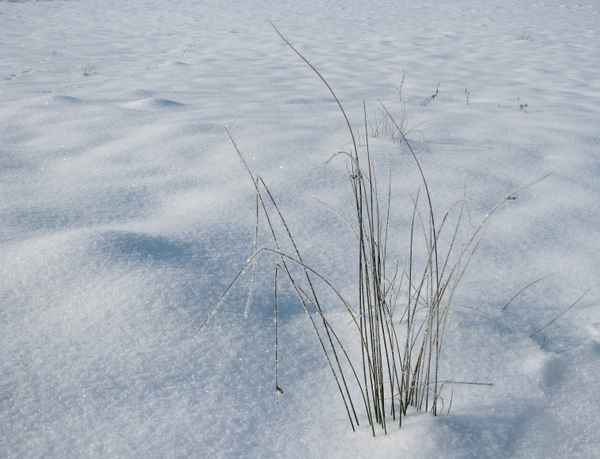  Grasbüschel im Schnee