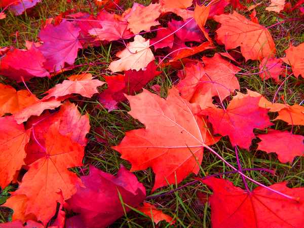 Roter Oktober