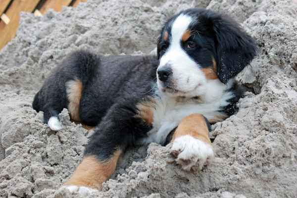 Berner Sennenhundwelpe im Sand