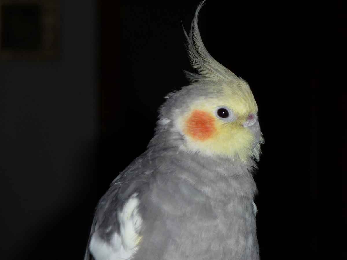 ...und nochmal Coco