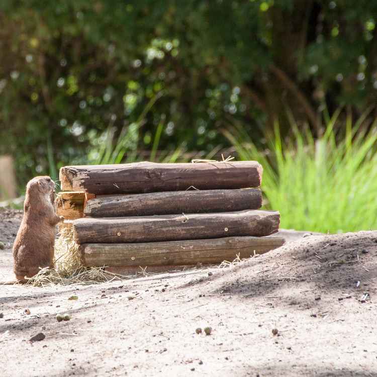 Holzstapelnder Präriehund