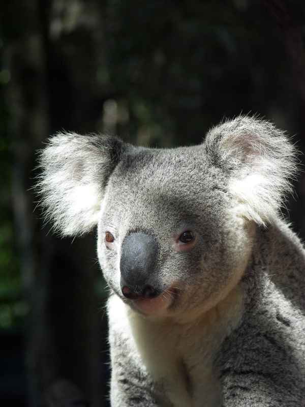 Knubbelnase