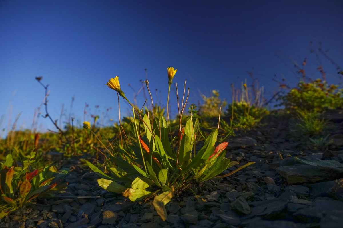 Goldene Stunde - Blumen auf einer Berghalde im Sonnenuntergang