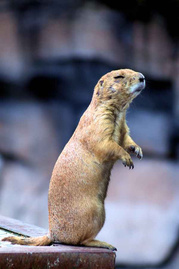 Ich bin der König der Welt!
