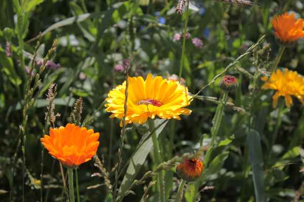 Ringelblume