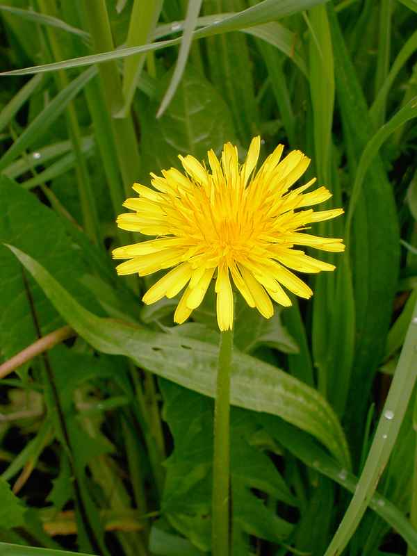 Blumen