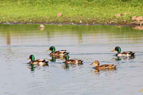 geleitzug für die dame