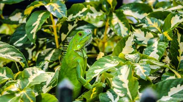 Leguan