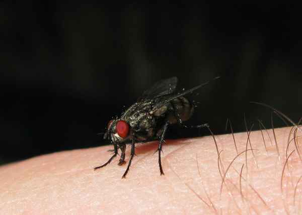 Fliege