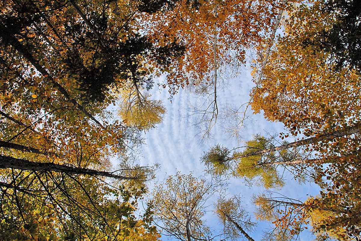 Blick zum Herbsthimmel
