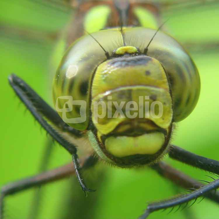 Libelle
