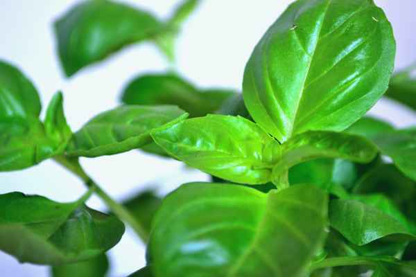 Basilikum