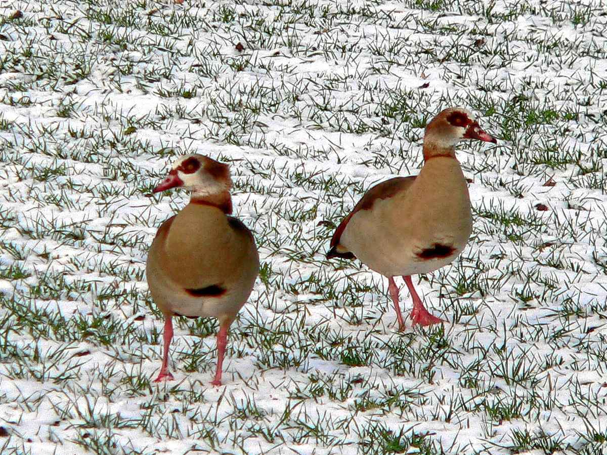 Nil-Gänse im Winter
