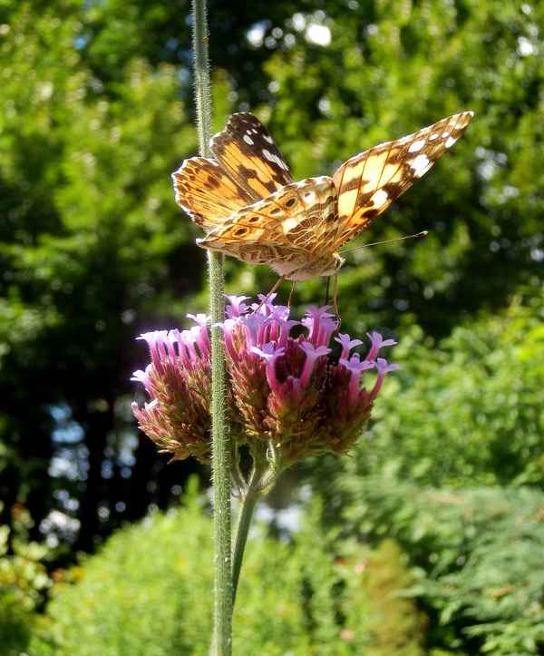 Lust auf Sommer - mit Distelfalter