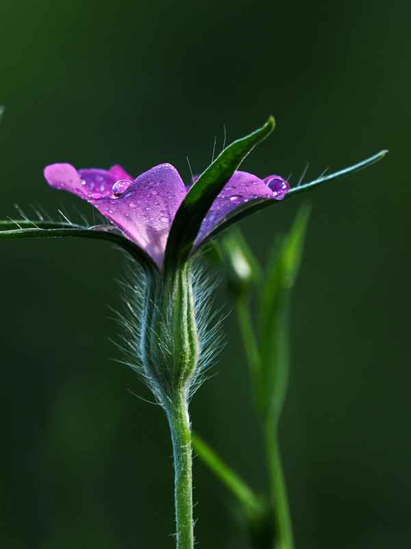 kleiner tropfenfänger 2