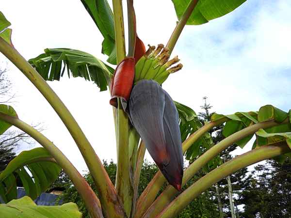 Bananen aus meinem Garten