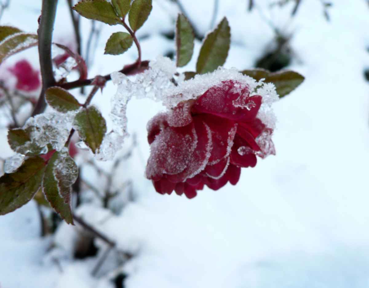 Eisröschen