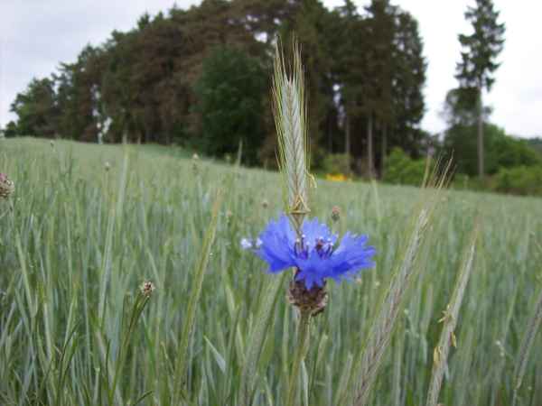 Kornblume&Ähre
