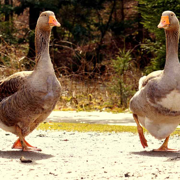 Spaziergang im Duett