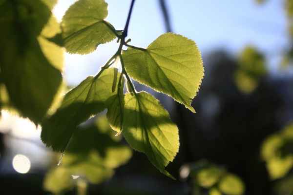 Der Wind im Lindenbaum