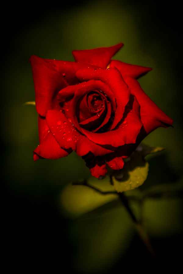 rote Rose