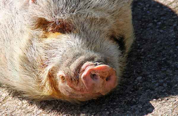 Der Schönheits,Schlaf 04