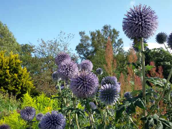 Kugeldisteln / Schottland