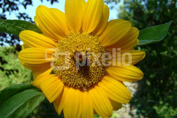 Biene auf Blume