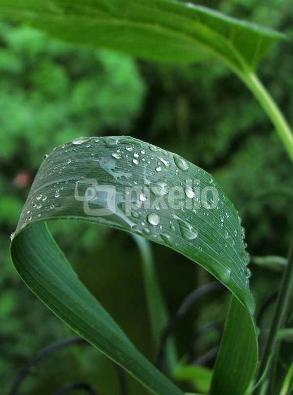 Nach dem Regen
