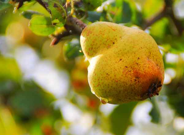 Frisch und ungespritzt 01