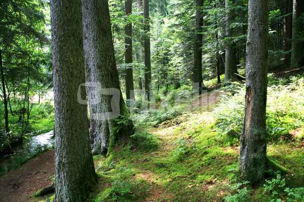 Mischwald mit Breitenbach