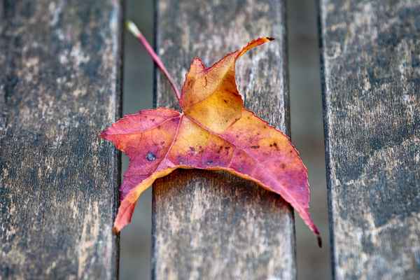 Bunter Herbst
