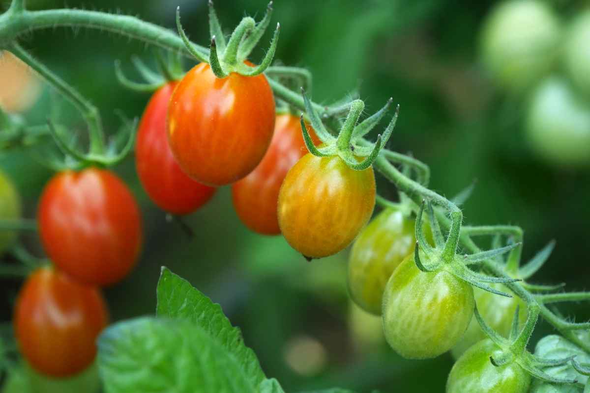 Strauchtomaten