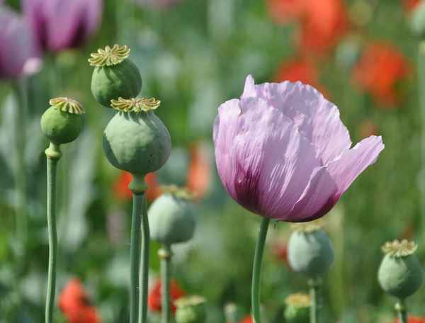 zartlila Mohn