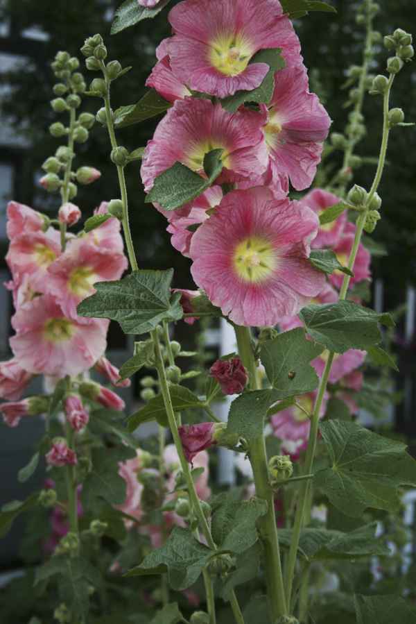 Stockrosen im Abendlicht