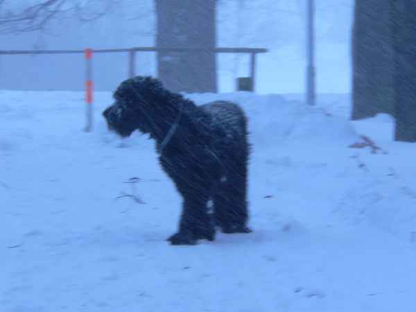 Schneesturm