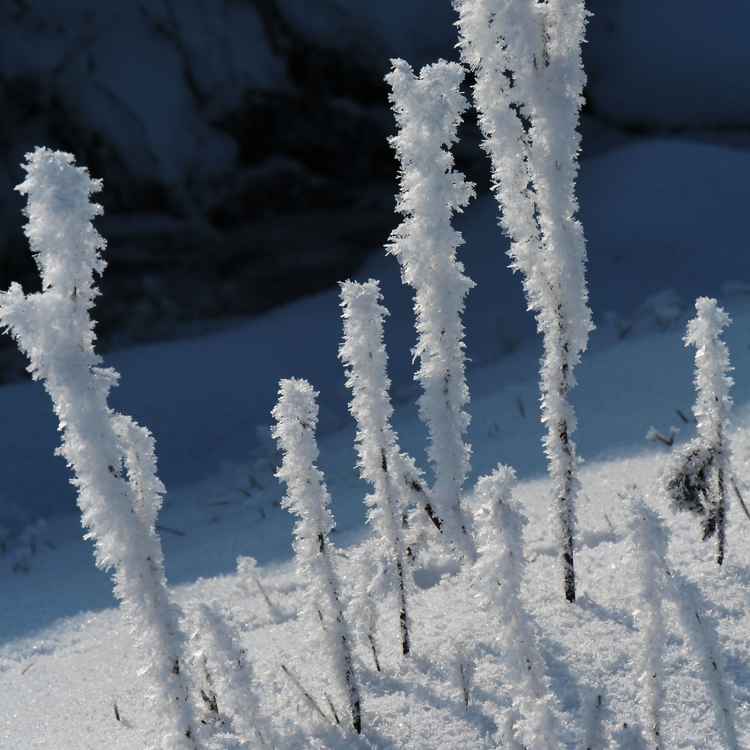 WS "Eisblumen"