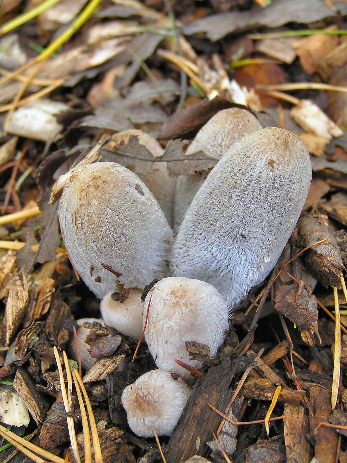 Struppiger Tintling 2