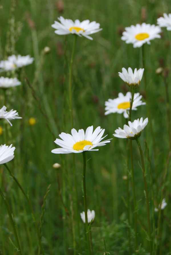 wiese