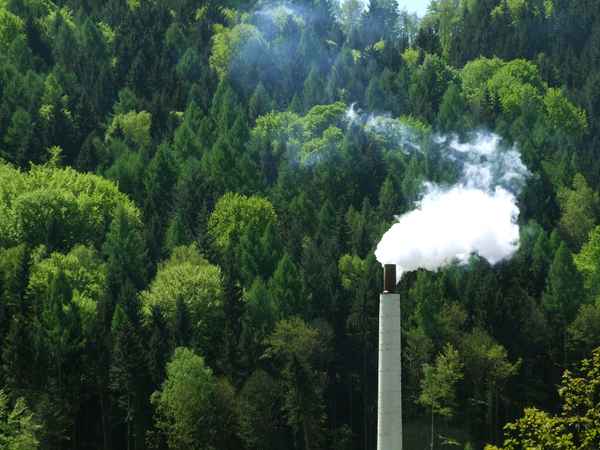 Rettet den Wald_2
