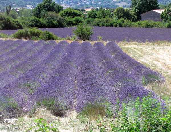 Lila Farbenpracht in der Provence