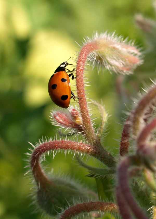 Ein stacheliger Spaziergang