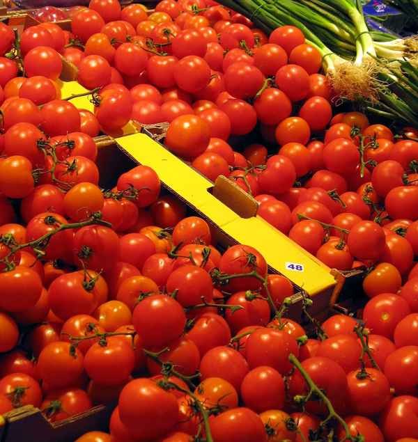 Strauchtomaten-Impression