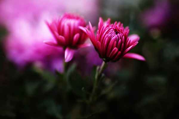 Herbstaster