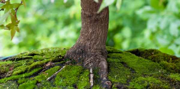 Nahaufnahme Ahorn Baum als Bonsai