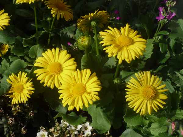 Schöne  Blumen