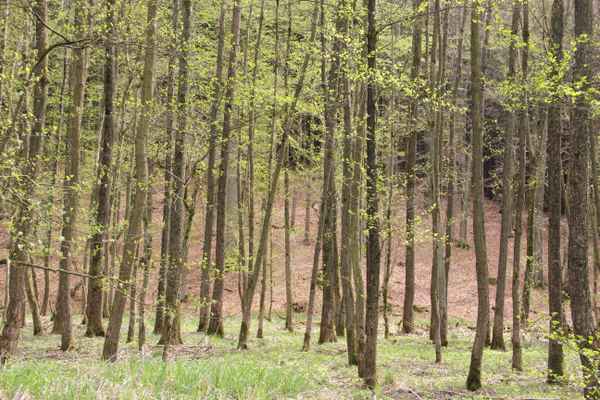 Frühlingsanfang im Wald