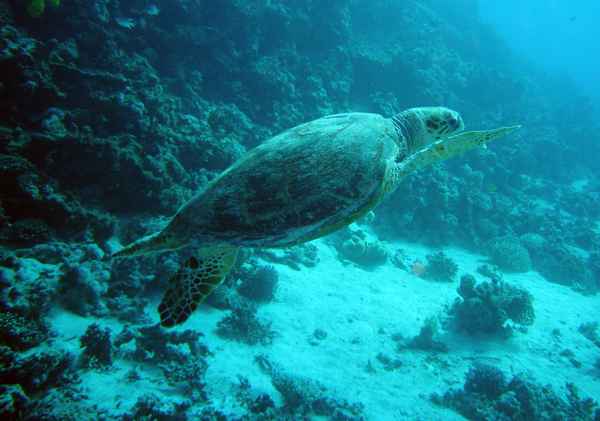 jk0364-meeresschildkröte