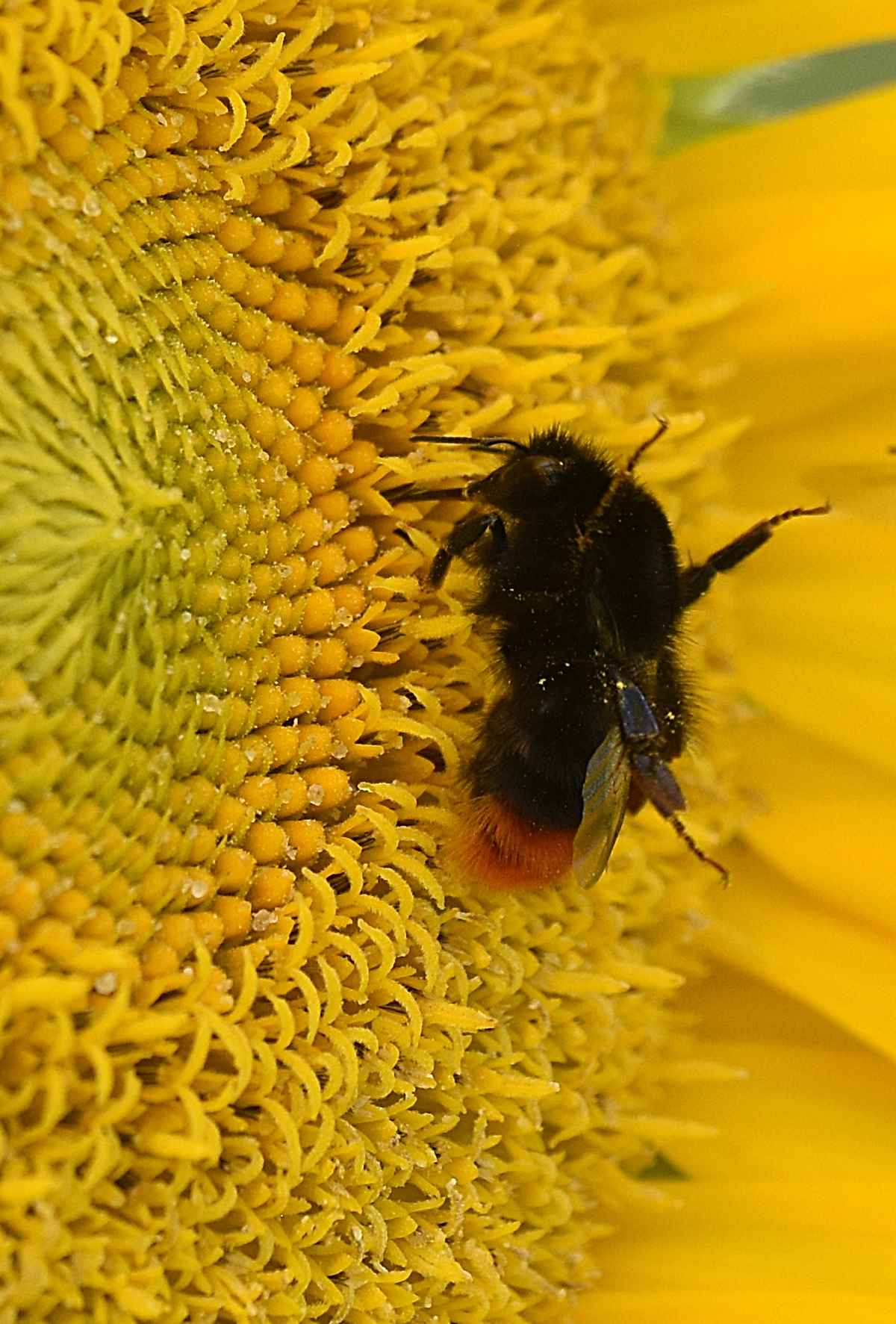 Sonnenblume und Hummel